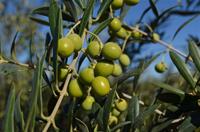 Arbequina (UP) Extra Virgin Olive Oil - Mild Intensity