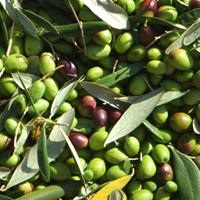Chiquitita (UP) Extra Virgin Olive Oil -  Mild Intensity