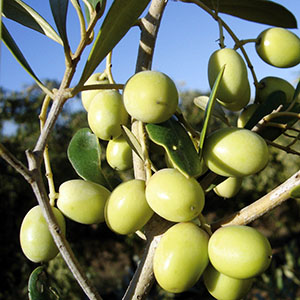 Arbosana (UP) Extra Virgin Olive Oil- Mild Intensity