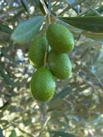 Koroneiki (UP) Extra Virgin Olive Oil  - Medium Intensity