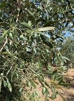 Picual (UP) Extra Virgin Olive Oil - Medium Intensity