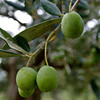 Lentisca (UP) Extra Virgin Olive Oil - Robust Intensity