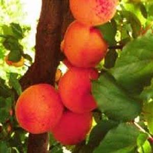 Blemheim Apricot White Balsamic