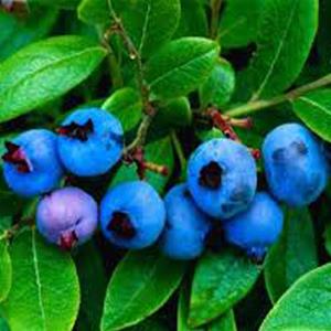 Wild Blueberry Dark Balsamic