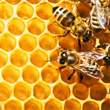Serrano Honey vinegar