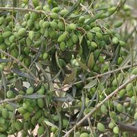Barnea/Arbequina Extra Virgin Olive Oil - Mild-Medium Intensity