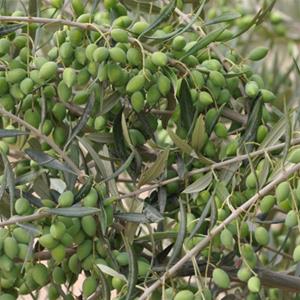 Koroneiki Extra Virgin Olive Oil - Medium Intensity