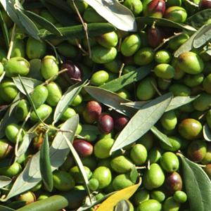 Biancolilla (UP) Extra Virgin Olive Oil- Mild Intensity